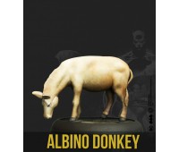 Albino Donkey
