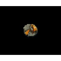 Tauceti Bases Round 60mm (1 piece)